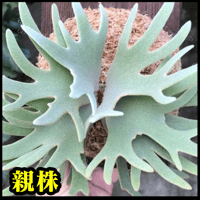 ビカクシダ】ジェニー(P. willinckii 