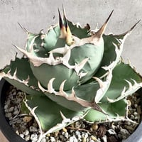 希少ブツブツ系アガベ】痘痘龍(豆豆龍)子株 / チタノタ | プラントウィズ