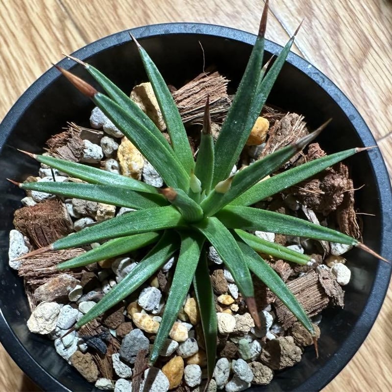 新品種アガベ】アルボピロサ(アルボピローサ) | プラントウィズ