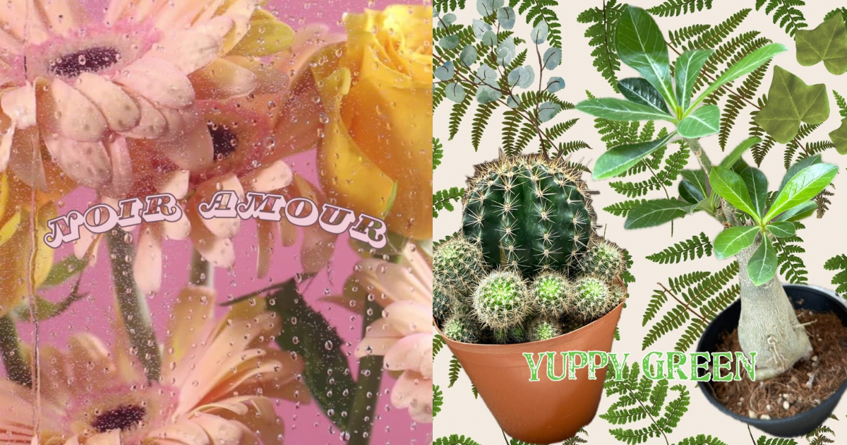 NOIR AMOUR YUPPYGREEN