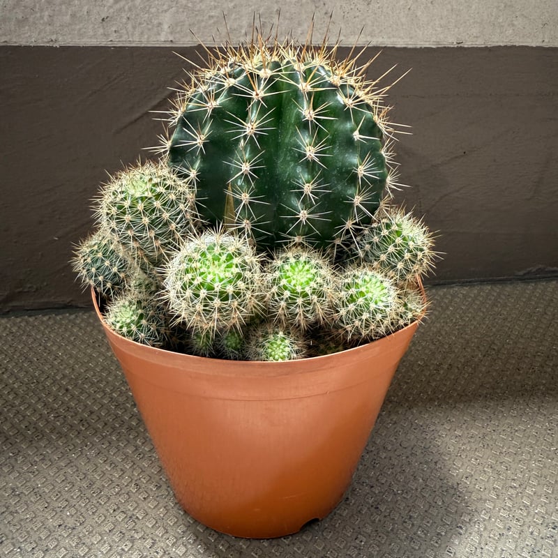 サボテン サボテン寄せ植え x antique brown top pot | 多肉植物の専門店