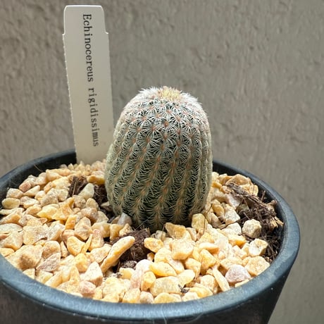 STORES サボテンの検索結果