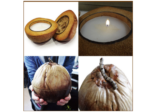 ココナッツキャンドル | M's APARTMENT