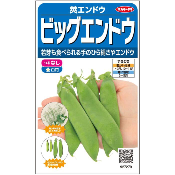 サカタ 003147 つるなし莢エンドウ ビッグエンドウ ヘレンド 種子 約55