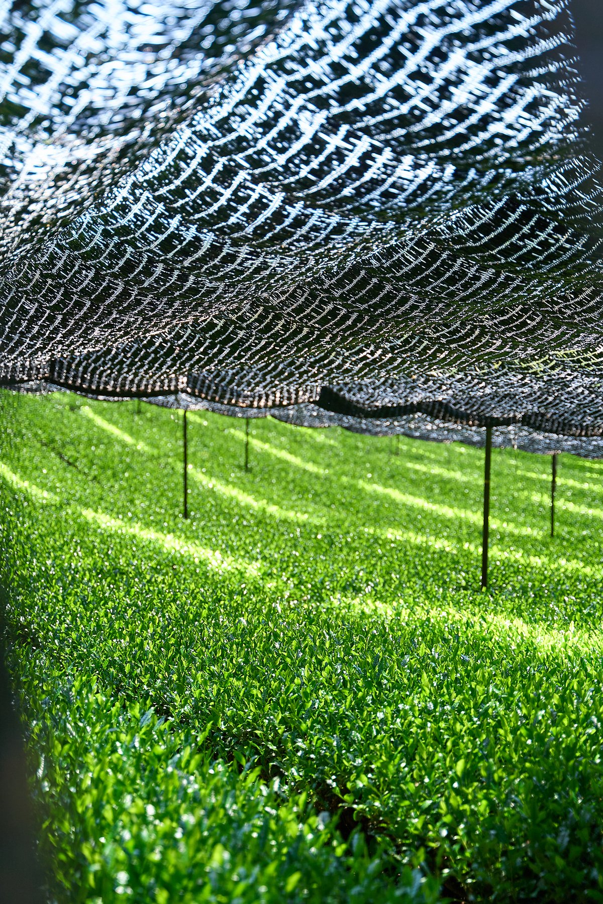 業務用1kg】京都和束町産のオーガニック抹茶缶（シングル