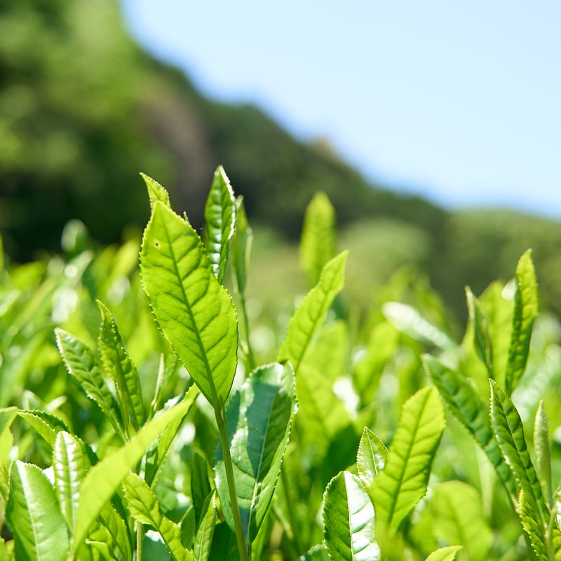 【業務用1kg】京都和束町産のオーガニック抹茶缶（シングルオリジン） fit=scale-down,w=1200