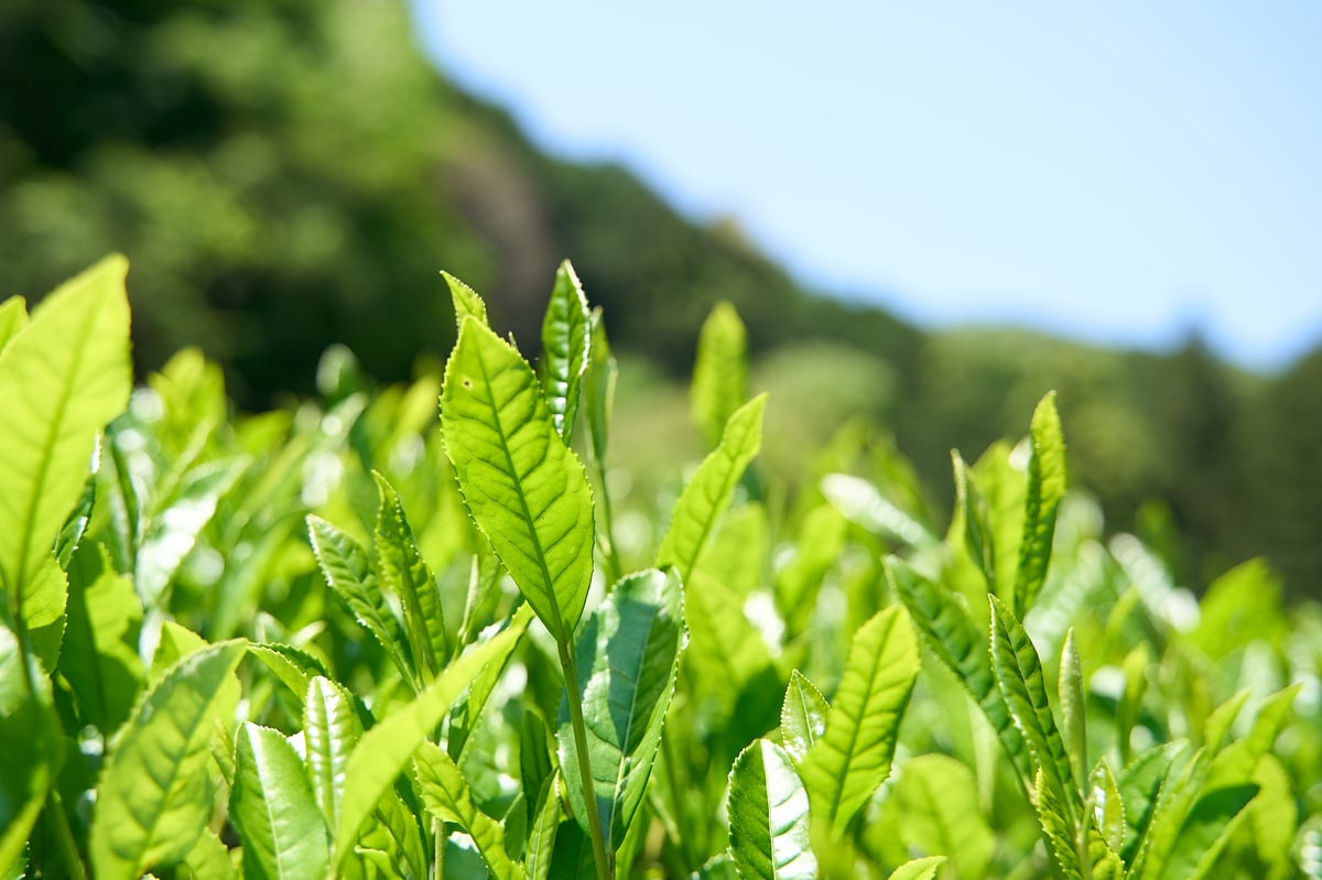 京都和束町産のオーガニック抹茶缶(シングルオリジン) | 抹茶 京都和束町産のオーガニック抹茶缶(シングルオリジン) | 抹茶