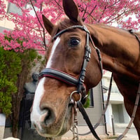 【デルチェッカー】鹿児島大学馬術部