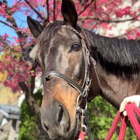 【アンカットジュエル】鹿児島大学馬術部