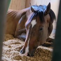 ラッキーリングス・M（競走馬名：リングストゥワイス）【Horses' New Stage】