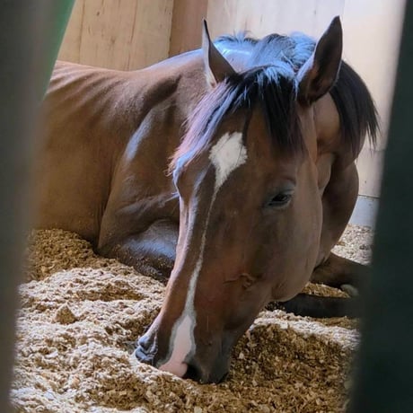 ラッキーリングス・M（競走馬名：リングストゥワイス）【Horses' New Stage】