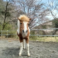 🎂お誕生日8月17日🎂パインちゃんを応援‼️【パイン】Horse Space 紡