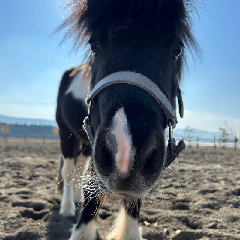 ぴーちゃん様♡ご確認ページ ピクセル(ぴーちゃん)【ZENRIDINGCLUB】 | 株式会社テイクオー