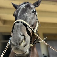 スキップ（スキップコード） 競技名：龍弾（リュウヒ） 【立命館大学馬術部】