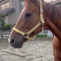 ヒイロメープル【シャイニングステーブル】