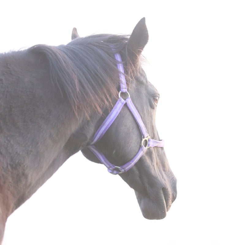 Candy Farmのお馬さん達にサラLGを送ろう | 株式会社テイクオー