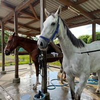 島根大学医学部馬術部（出雲キャンパス）全頭宛！