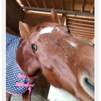 さくら【ZENRIDINGCLUB】