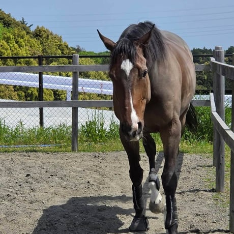 ラッキーリングス・M（競走馬名：リングストゥワイス）【Horses' New Stage】