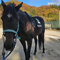 ダンツ（ダンツホウテイ）競技名：龍帝（リュウテイ）【立命館大学馬術部】