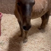 🎂6月2日お誕生日🎂【ピコ】シャイニングステーブル