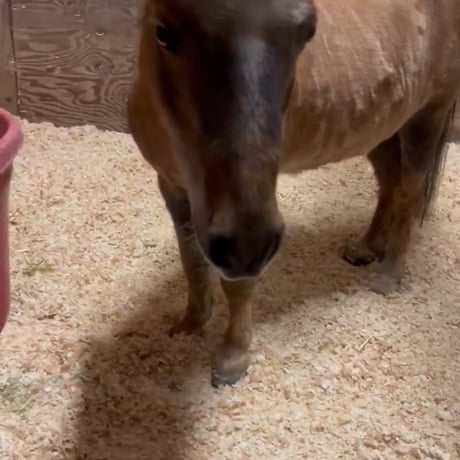 【ピコ】シャイニングステーブル