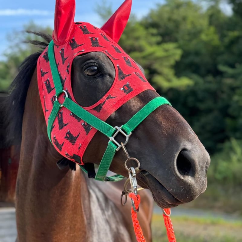 専用様/thoroughbredサラブレットネマスタード/ロングミニラウ ネクスターファーム様にサラLGを1箱送ろう！ | 株式会社テイクオー