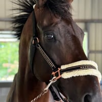 LIEN HORSE CLUB