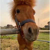 🎂お誕生日5月5日🎂【モカ】シャイニングステーブル