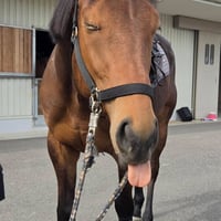 ハッピーネスト・M（競走馬名：ホーネッツネスト）【Horses' New Stage】