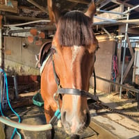 エイシンハルニエ（LIEN HORSE CLUB) AShin Harunire