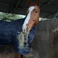 🎂5月17日お誕生日🎂 ミニョンスヴェリテ【島根大学医学部馬術部出雲キャンパス】