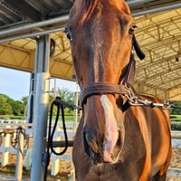マリタ―【Horses' New Stage】