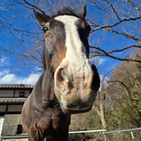 ショパン【Horse Space紡】