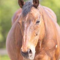 ザッツザプレンティ【認定NPO法人引退馬協会フォスターホース】That's the Plenty