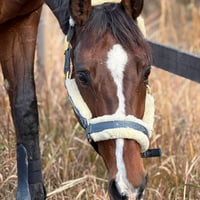 プエルト