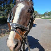 King（キング）オーストラリア在住のお馬さん
