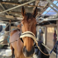 エレナユニヴァース（LIEN HORSE CLUB)/Helena Universe