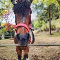 31歳のミセスプリンさん【Horse Space紡】