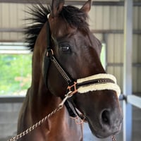 ジンギ　【引退馬協会所属/LIENHORSECLUB】　JINGI