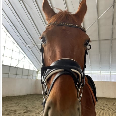 クラウディア【ZENRIDINGCLUB】