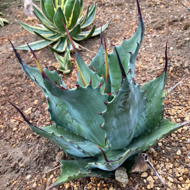 アガベ　シャウィ×ポタトラム　シャウポタ　 コロナデルディアブロ　ハイブリッド 抜き苗】シャウィー×ポタトラム・コロナ・デル・ディアブロ 美株