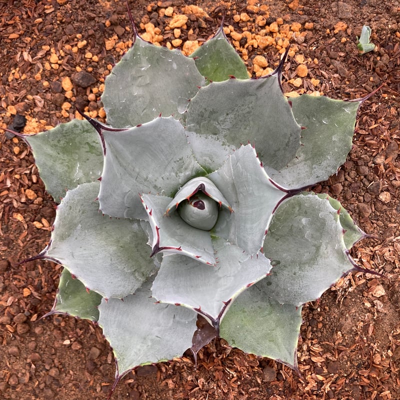 抜き苗】極上パリー・トランカータ子株B（250912） | アガベの専門店