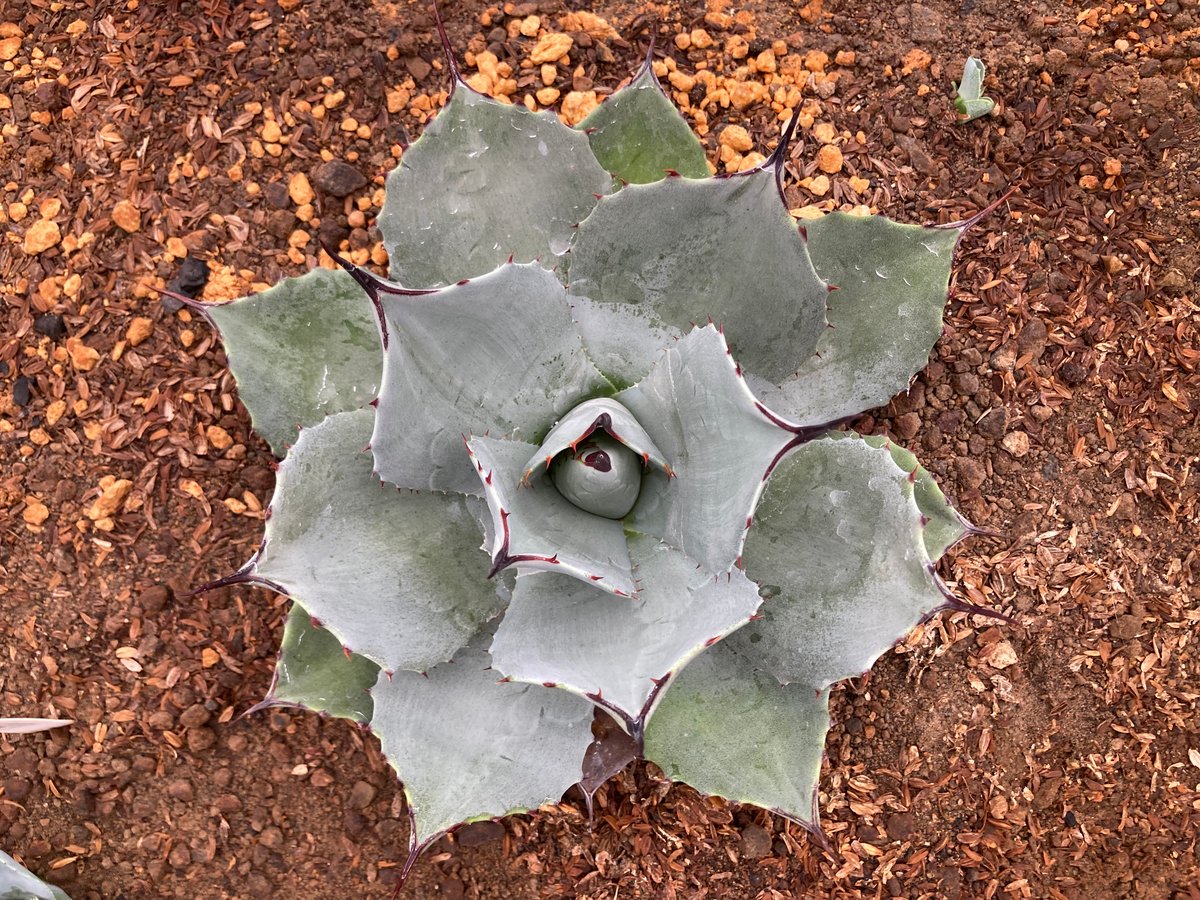 抜き苗】極上パリー・トランカータ子株B（250912） | アガベの専門店