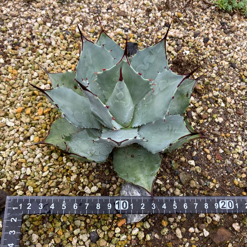 抜き苗】パリー・ホーチエンシス 良個体（250913） | アガベの専門店