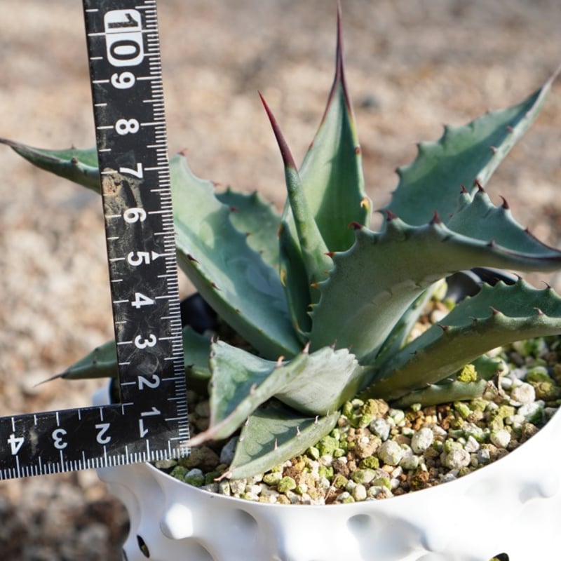 寒冷地国内実生　アガベ　モンタナ　低重心　トランカータ 寒冷地国内実生 アガベ モンタナ 低重心 トランカータ