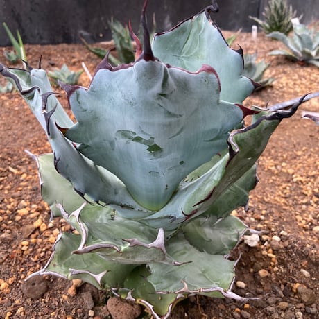 アメリカーナ新品！ AMERICANA カーディガン 「Americana/アメリカーナ」 別注