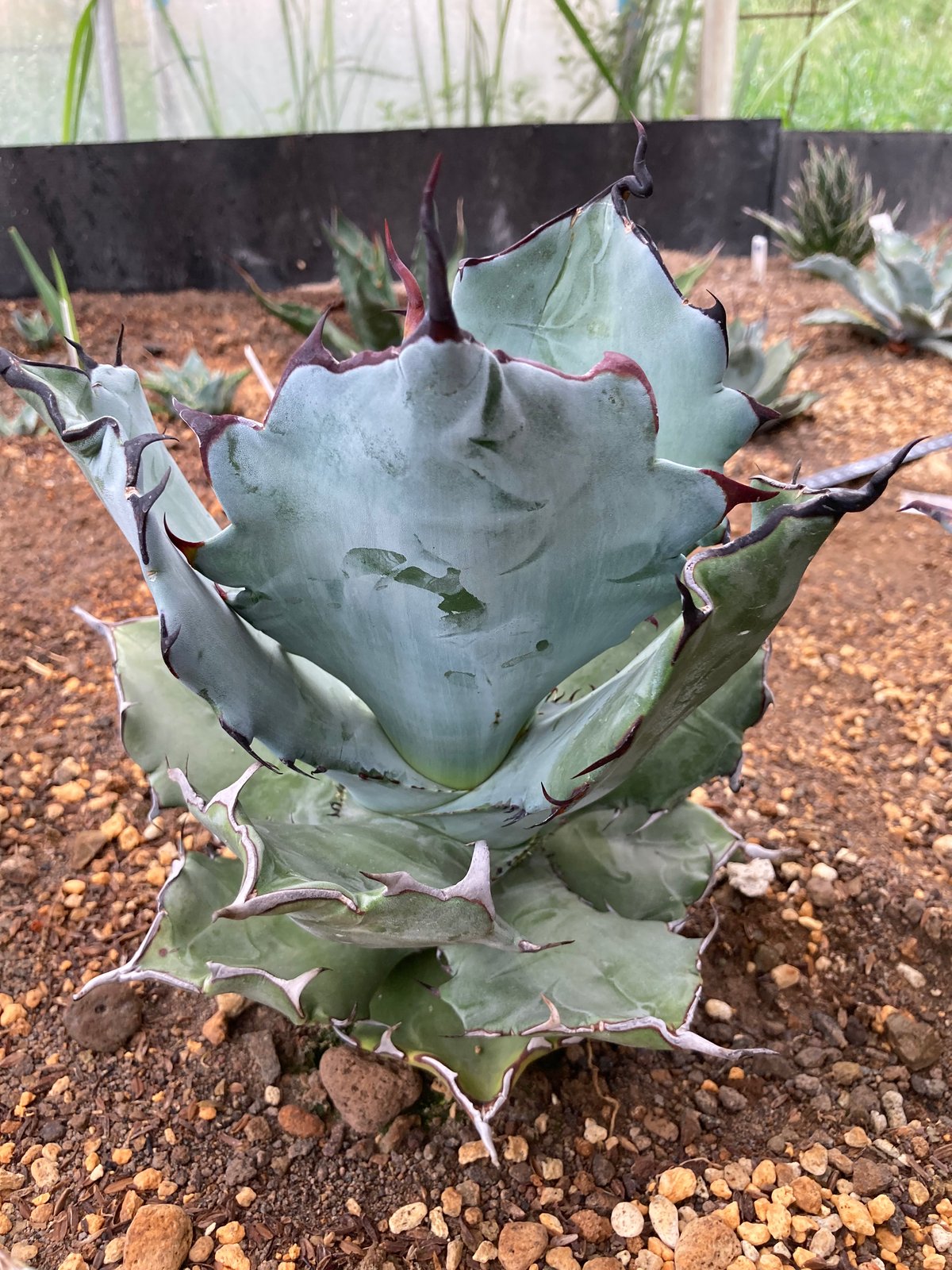 抜き苗】チタノタ×コロラータ 極上個体（250912） | アガベの専門店