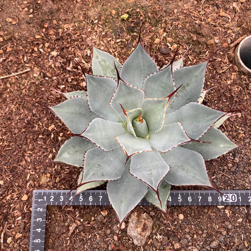 抜き苗】パリー・トランカータ 細葉コンパクトタイプ（250912