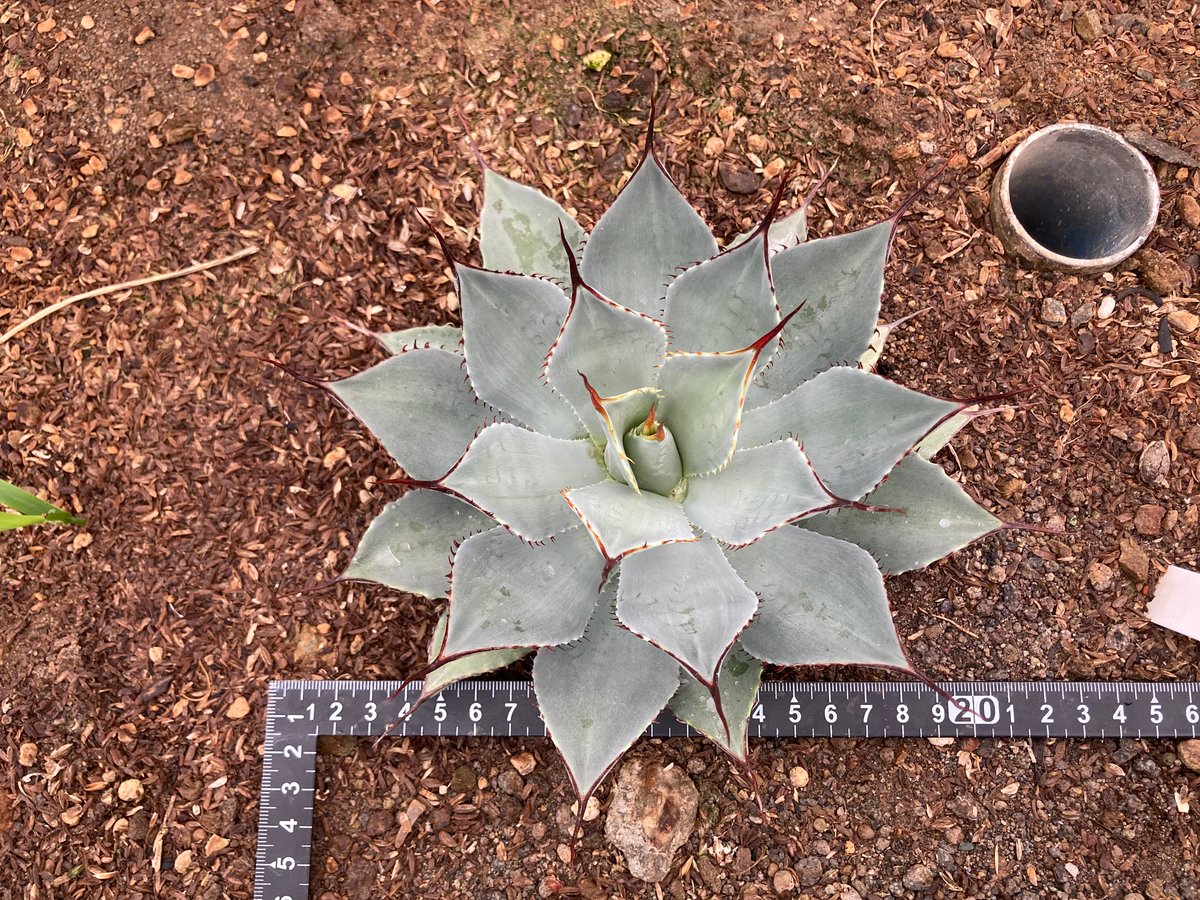 トランカータ(20cm抜き苗) アガベ パリー トランカータ(20cm抜き苗) アガベ パリー